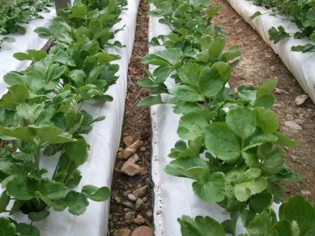 ranuncoli fuori suolo